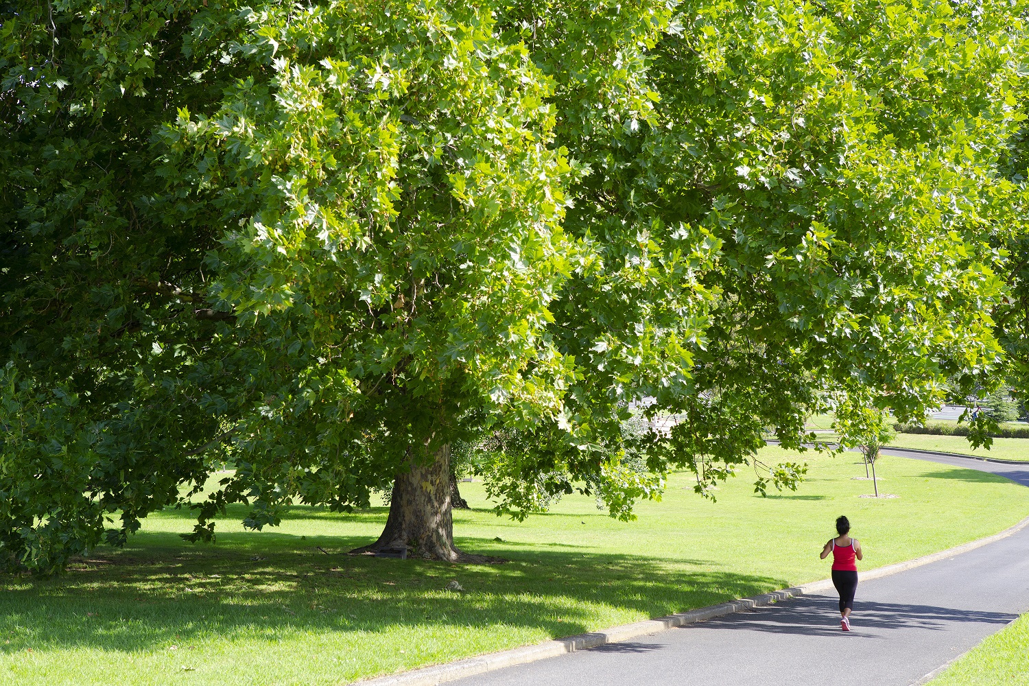 Melbourne Parks Pearce Webster